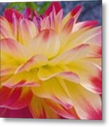 - Dahlia - Yellow And Red Metal Print