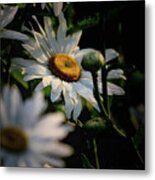 Daisy And The Bud Metal Print