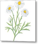 Daisy April Birth Month Flower Botanical Print On White - Art By Jen Montgomery Metal Print