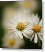 Daisy Duo Metal Print