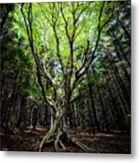 Dancing With Nature Metal Print