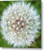 Dandelion Dreams Metal Print