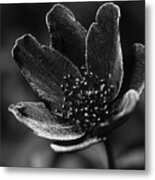 Dark Beauty Metal Print