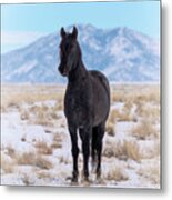 Dark Horse Blue Sky And Snow Metal Print