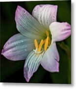 Day Lilly Metal Print