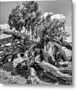 Dead Tree On The Pparie Metal Print