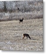 Deer Grazing Metal Print