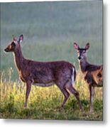 Deer In A Field At Sunrise Metal Print