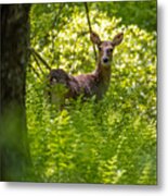 Deer In The Ferns Metal Print