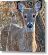 Deer In The Headlights Metal Print