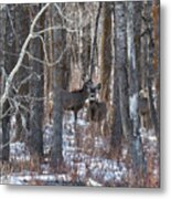 Deer In Winter Woods Metal Print