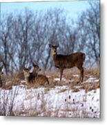 Deer Resting Metal Print