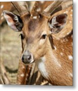 Deer Spotting Metal Print