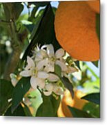 White Orange Blossoms And Ripe Fruits, Orange Blossom In Spain Metal Print