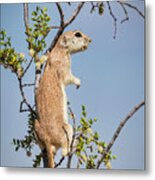 Desert Lookout Metal Print