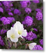 Desert Primroses In A Sea Of Hairy Sand Verbena Metal Print