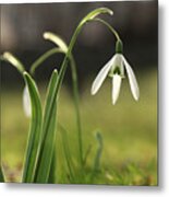 Detail On Galanthus In Morning Times After Long Winter Days. First Spring Flower On The Garden. Galanthus Nivalis Grow Up With Amazing White Bloom. Wonderful Show. Concept Of Spring Flowers Metal Print