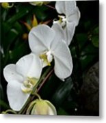 Dew Covered Orchids Metal Print