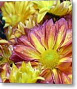 Dewy Pink And Yellow Daisies 1 Metal Print