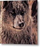 Digital Enhanced Wolf Metal Print