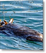 Dining Al Fresco - Sea Otter Metal Print