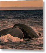Diving Humpback Whale Metal Print