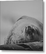 Do Not Awaken - Makes Me Crabby Bw Metal Print