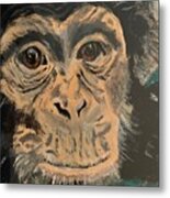 Chimpanzee Rescue Metal Print