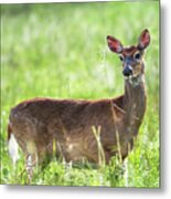 Doe Eyed - Whitetail Deer On A Meadow Metal Print