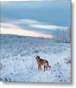Dog In An Alberta Winter Pasture Metal Print