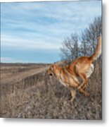 Dog Running In A Field Metal Print