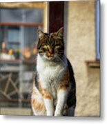 Domestic Stylish Kitten Sitting In The Corner. Plump Cat Watchs Some Move In Garden. Intelligent Cute Cat. Interesting Cat Face. Serious Felis Catus Metal Print