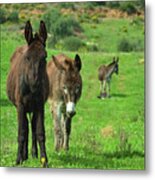 Donkey Family Metal Print