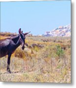 Donkey In Santorini Metal Print