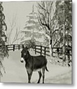 Donkey In The Winter Corral B W Metal Print