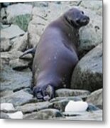 Don't Look Back - Leopard Seal Metal Print