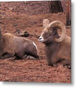 Double Big Horn Sheep Metal Print