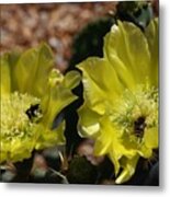 Double Cactus Flowers 2 Metal Print