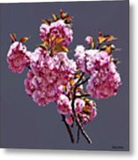 Double Cherry Blossom Branches Metal Print