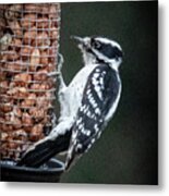 Downy Woodpecker 1 Metal Print