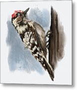 Downy Woodpecker Metal Print