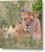 Dozing Lioness Metal Print