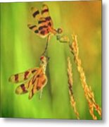 Dragonflies Metal Print