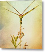 Dragonfly Metal Print