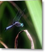 Dragonfly In Central Park #9 Metal Print