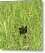 Dragonfly In Summer Grass Metal Print