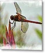 Dragonfly With Vignette Metal Print