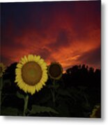 Drapers' Gold Sunflowers At Sunset Metal Print