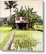 Dreamy Bali - Beautiful Paddy Fields Metal Print