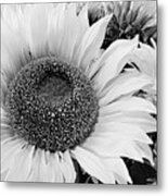 Dreamy Petals Metal Print